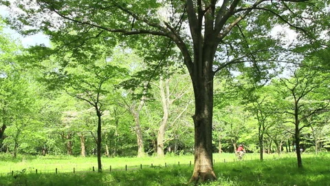 Park Forest and Cyclists Stock Footage 327562580