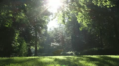 Park Forest Video stock 11307211