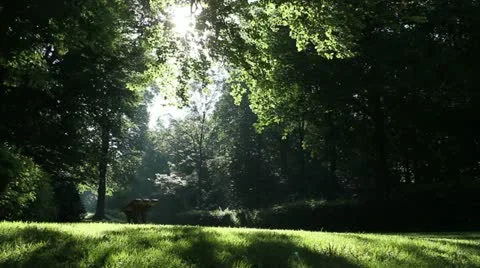 Park Forest 库存影片 11307486