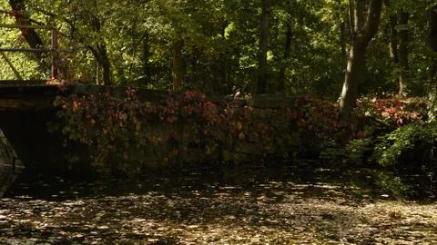 Park in the forest (Forest stream in a carpet of leaves) Stock Photos