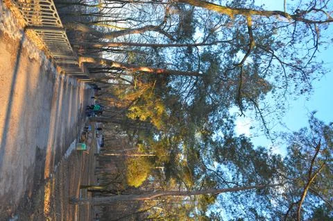 Park Forest Stock Photos