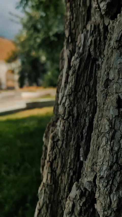 Park, forest, tree trunk, summer Stock Footage 312004922