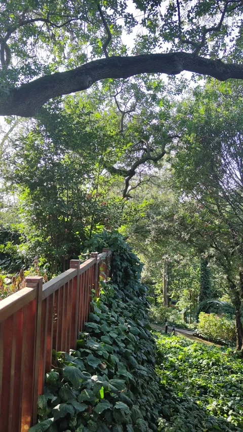 Park forest. trees, branches and leaves swaying in the windy weather. Stock Footage 252997308