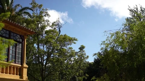 Park Forest Trees Greens Video stock 245852482