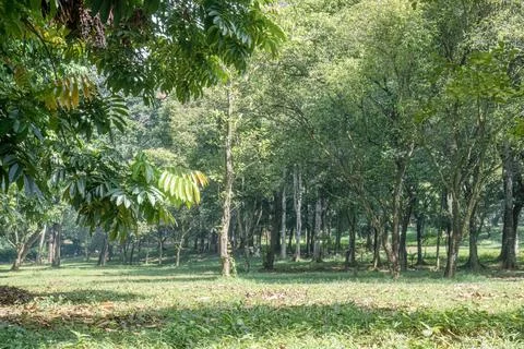 Park Forest View Framed by Foreground Tropical Leaves Stock Photos
