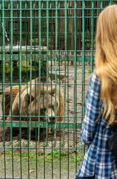 Park of Foresters of Bashkiria in Ufa. Bear in the enclosure. Stock Photos