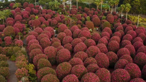 A park full of camellia trees in full bloom and people taking commemorative phot Stock Footage 167316241