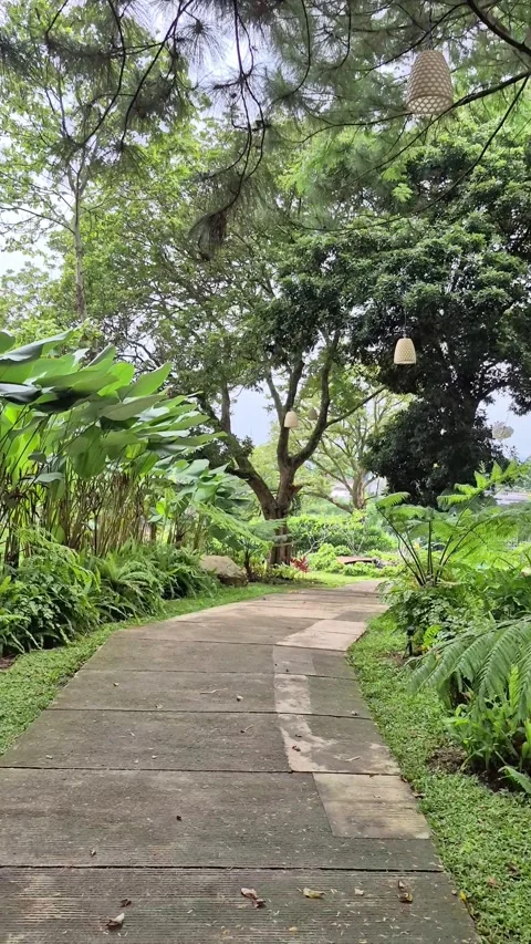Park full of green trees Stock Footage 323474330