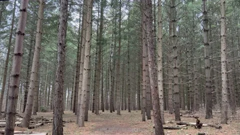A park full of trees in canada. Stock Footage 238718581