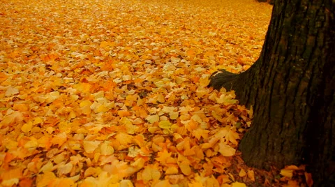 Park is full of yellow leafs Stock Footage 41437337