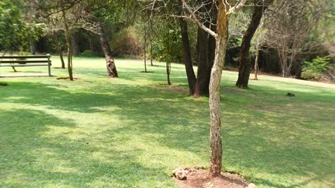 Park-like garden with bench, tree shadows blowing in the wind. Video stock 256861658