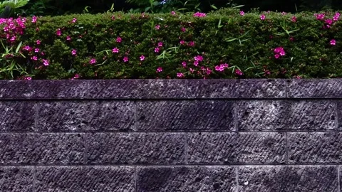 Park garden wall with flowers and butterfly Stock Footage