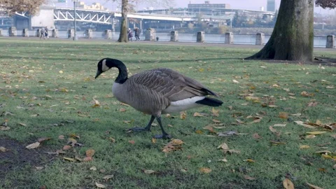 Park Geese During Fall Stock Footage