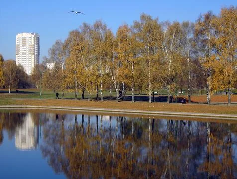 Park in gold fall Stock Photos