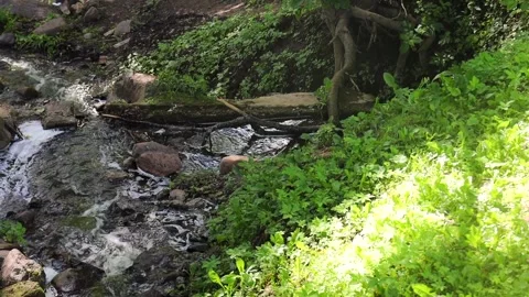 In the park in the grass between the rocks a stream flows on a summer day Video stock 277971030