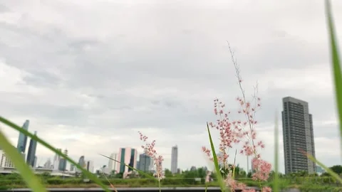 Park with grass field 스톡 동영상 130368174