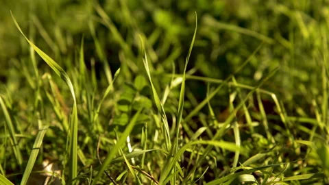 Park Grass green Video stock 172061265