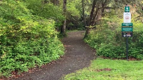 Park Grass Path, Green Garden Outdoor Nature Path Scenic Nature Background City Stock-Footage 120835199