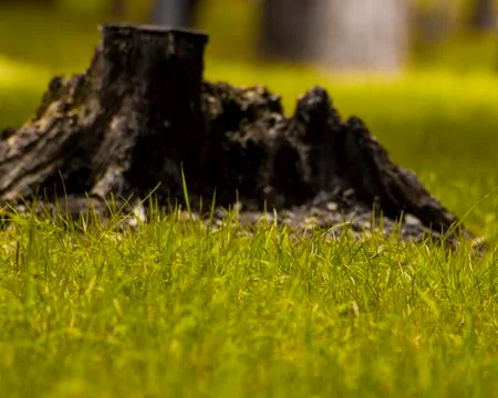 Park grass Foto stock