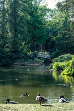 Park with a green river and a small bridge going over it with many ducks Stock Photos