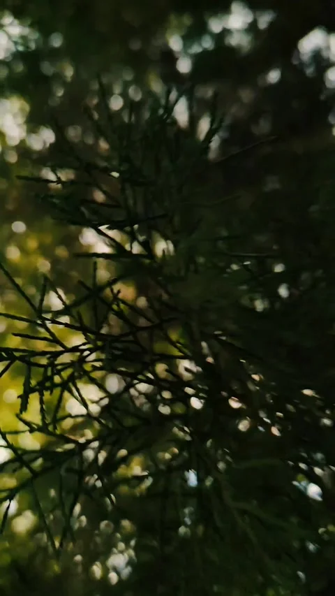 Park, greenery, summer, bokeh Video stock 312004930