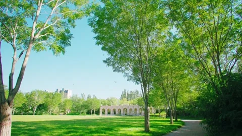 Park Greenery in the Sunlight Stock Footage 295857149