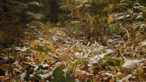 Park ground in autumn time during sunny day. Stock Footage 302448053