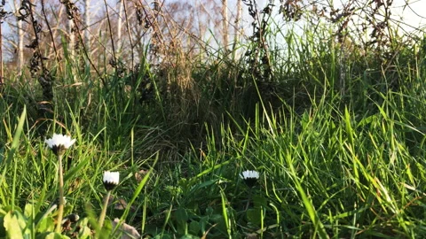 Park Herb green daisy Stock Footage 172061352