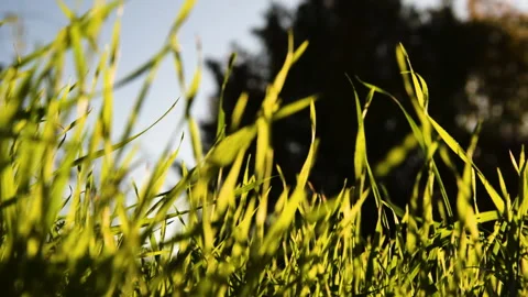 Park Herb Sunset 1 Video stock 172061552