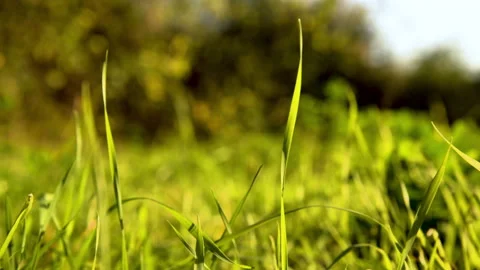 Park Herb Sunset 3 Video stock 172061248