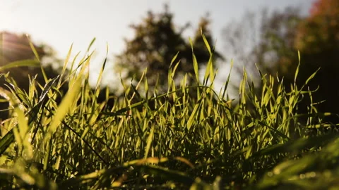 Park Herb Sunset 4 Video stock 172061220