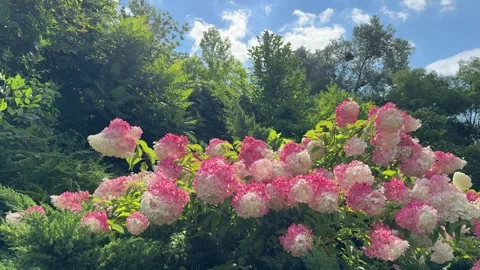 Park with hydrangea paniculata bush, green trees, juniper shrubs. Stock Footage 324943383