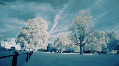 Park in the infrared Vidéo 42797503