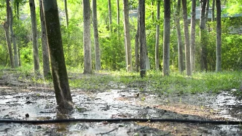 Park irrigated meadows and forests Stock Footage 195461397