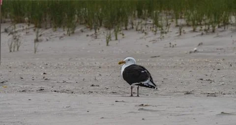 The park is known for its pristine beaches and dunes. Foto stock