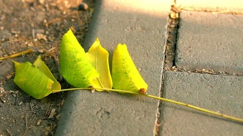 A park. A ladybug on a green branch. Stock Footage 94874183