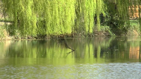 Park Lake And Weeping Willows London Stock Footage 152105542