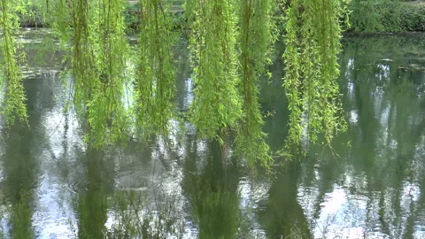 Park Lake And Weeping Willows London Stock Footage 152347088