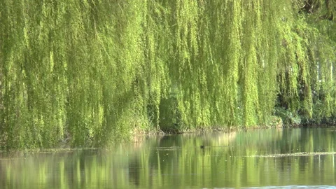 Park Lake And Weeping Willows Stock Footage 152525269