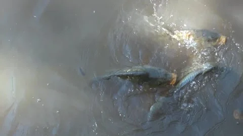 In a park, in lake, lots of hungry fish. Passersby throw them each a piece 1 Stock Footage 59757188