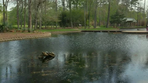 Park Lake with turtles on log Stock Footage 236713990