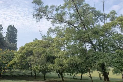 Park Landscape With Green Trees And Open Sky Stock Photos