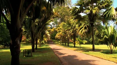 Park lane Stock Footage 10765482