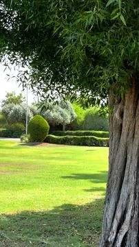 Park, large brown tree trunk rooted in green lawn, eco-preservation efforts Stock Photos