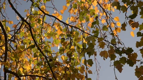 Park Leaves Yellow Video stock 172061184