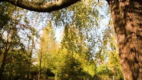 Park Leaves Yellow Pan up down Tree Video stock 172061185