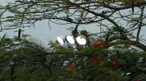 Park lights behind tree Stock Footage 11632329