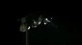 park lights with insects flying - bat eats insects slow-motion HD Footage
