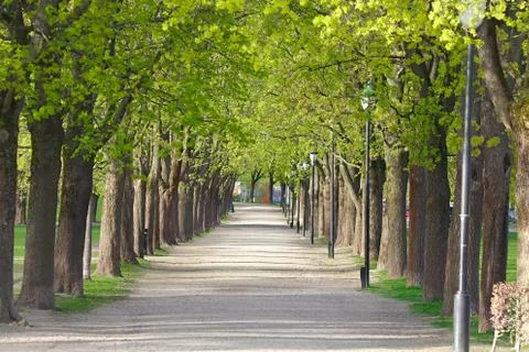 PArk with line of trees Stock Photos