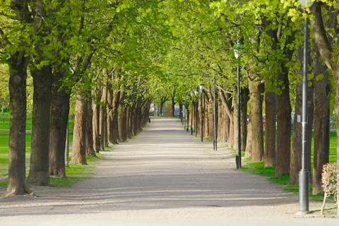 PArk with line of trees Foto stock